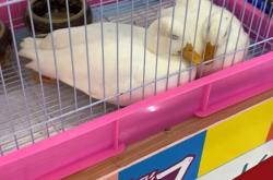 赤峰賣寵物鴨的地方電話號(hào)碼