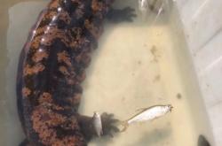 赤峰水庫(kù)魚(yú)直銷(xiāo)店地址電話(huà)號(hào)碼