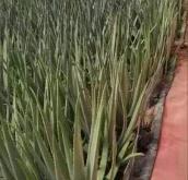 赤峰賣鮮蘆薈的電話號碼是多少