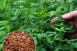 赤峰苜蓿草種子出售電話號(hào)碼