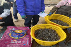 赤峰小棚蝦料廠家電話號(hào)碼