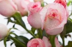 赤峰維西莉亞美容院電話號碼