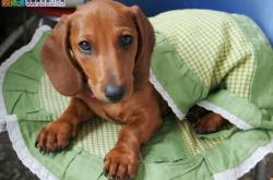 赤峰臘腸犬出售電話號碼