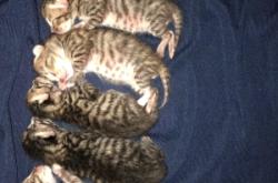 赤峰領(lǐng)養(yǎng)小貓咪電話地址查詢