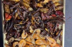 赤峰賣炸蜂蛹的店鋪電話號(hào)碼