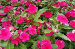 赤峰玫瑰坊小號(hào)電話號(hào)碼查詢