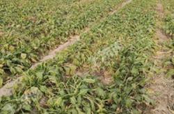 赤峰周邊土地承包公司電話號(hào)碼