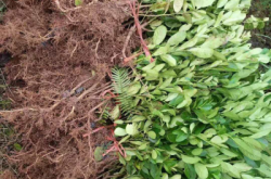 赤峰糯米糖瓜種植基地電話號(hào)碼