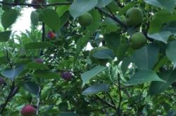 赤峰寧城有什么好吃的