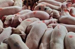 赤峰收豬中介公司電話地址查詢