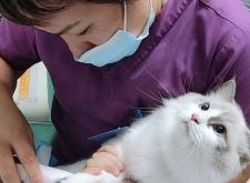 赤峰寵物眼科?？漆t(yī)院電話號碼