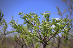 赤峰文冠果茶葉店電話號(hào)碼