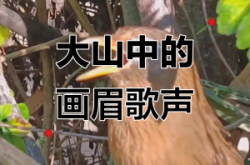 赤峰畫(huà)眉鳥(niǎo)店電話號(hào)碼多少