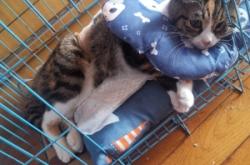 赤峰柚米寵物醫(yī)院電話號碼