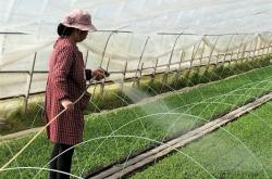 赤峰大蔥籽育苗基地電話號碼