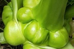 赤峰榨菜批發(fā)電話是多少號