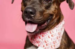 內(nèi)蒙古赤峰狗狗領(lǐng)養(yǎng)電話號(hào)碼