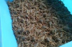 赤峰人工蝎子養(yǎng)殖廠電話號(hào)碼