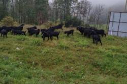 赤峰種羊場(chǎng)