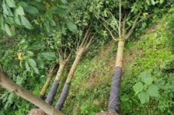 赤峰附近的苗圃基地電話號(hào)碼