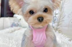 赤峰寵物店疫苗電話查詢號碼