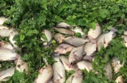 赤峰市魚塘增氧機維修電話號碼