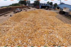 赤峰伊品玉米收購廠電話號碼