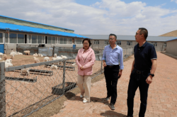 赤峰養(yǎng)羊直銷電話號(hào)碼多少