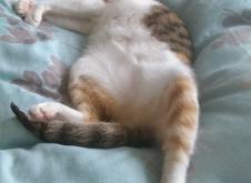 赤峰貓咪剃毛店地址電話號(hào)碼