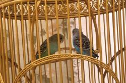 赤峰二手鳥籠市場電話號碼