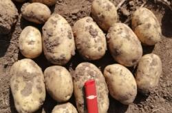 赤峰烤腸機(jī)批發(fā)電話號(hào)碼