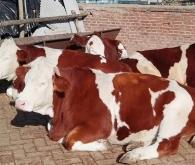 赤峰母牛養(yǎng)殖場(chǎng)地址電話號(hào)碼