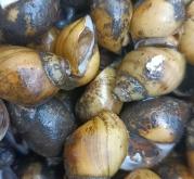 赤峰螺螄批發(fā)電話多少號