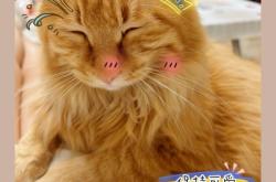 赤峰橘貓領(lǐng)養(yǎng)中心電話號(hào)碼