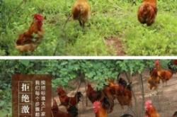 赤峰收購散養(yǎng)雞公司電話號碼