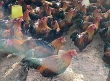 內(nèi)蒙赤峰土雞養(yǎng)殖基地電話號(hào)碼