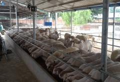 赤峰牛蛙養(yǎng)殖場(chǎng)電話地址查詢