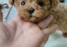 赤峰周邊狗狗領(lǐng)養(yǎng)地址電話號(hào)碼