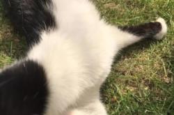 赤峰領(lǐng)養(yǎng)小黑貓電話地址查詢