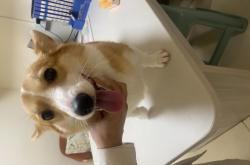 赤峰可愛柯基寶寶店電話號碼