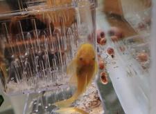 赤峰賣金魚(yú)的電話號(hào)碼是多少