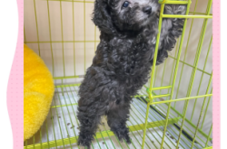 赤峰灰泰迪領(lǐng)養(yǎng)中心電話號碼