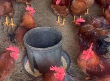 赤峰公雞批發(fā)電話號(hào)碼多少