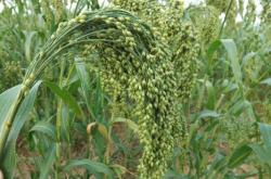 赤峰烙糕批發(fā)廠家電話號碼