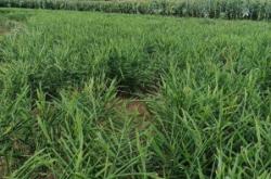 赤峰姜黃廠家電話號碼多少