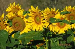 赤峰燈籠河景區(qū)民宿電話號碼