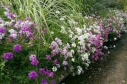 赤峰紅葉美人櫻商家電話號碼