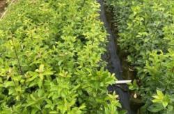 赤峰冬青樹苗批發(fā)電話號(hào)碼