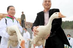 赤峰賣大種鵝的地方電話號(hào)碼