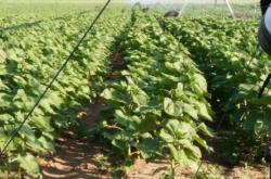 赤峰椰子水果種植基地電話號(hào)碼